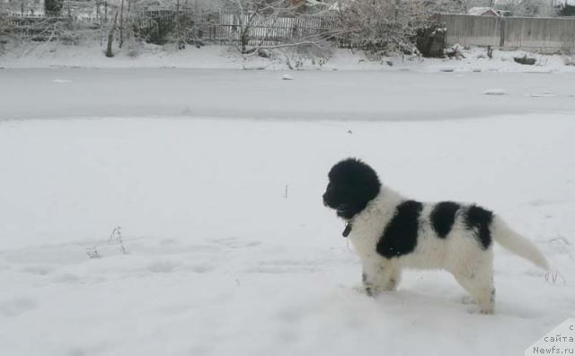 Фото: ньюфаундленд Плюшевая Панда Ла Белла