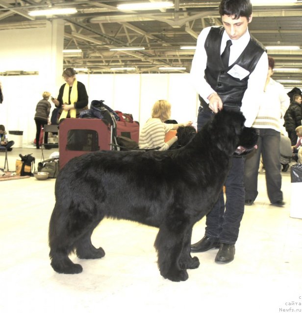 Фото: ньюфаундленд Смигар Галакси Шелл Вин (Smigar Galaxsy Shall Win)