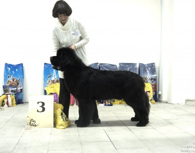 Фото: ньюфаундленд Смигар Гордон-Феллоу (Smigar Gordon Fellow), Наталия Михайлова