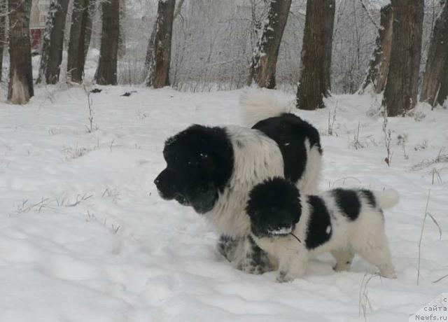 Фото: ньюфаундленд Плюшевая Панда Ла Белла, ньюфаундленд Супер Бизон Арго (Super Bizon Argo)
