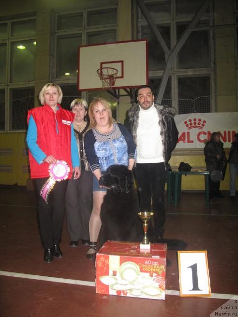 Фото: ньюфаундленд Акватория Келвин Оушен Дрим