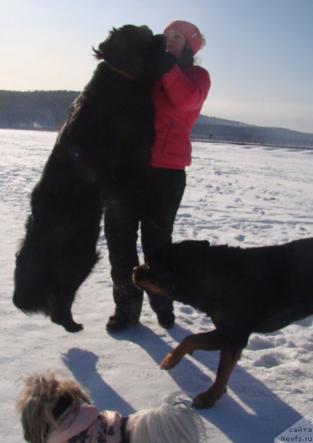 Фото: ньюфаундленд Супер Бизон Дека, Алёна Щелконогова