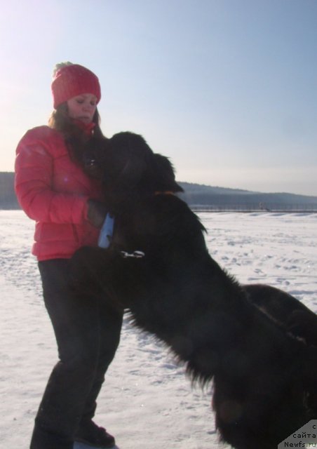 Фото: ньюфаундленд Супер Бизон Дека, Алёна Щелконогова