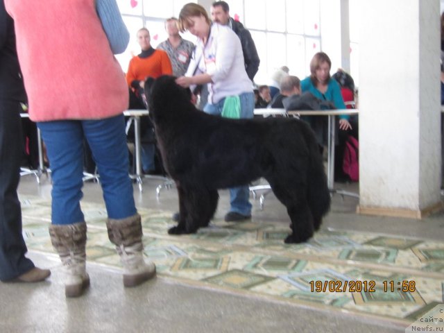 Фото: ньюфаундленд Very Fairweathers X'Got The Rhythm