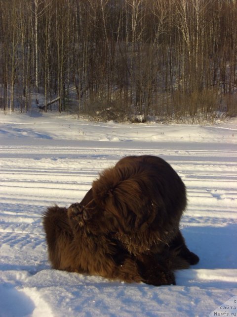 Фото: ньюфаундленд Бархатка Роскошная