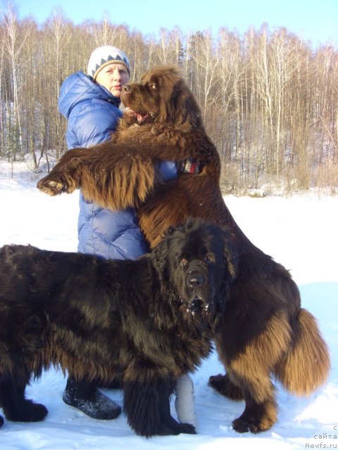Фото: ньюфаундленд Бархатка Роскошная, ньюфаундленд Акин Соул София, Светлана Пермякова