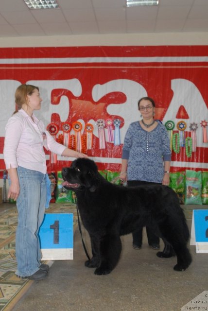 Фото: ньюфаундленд Very Fairweathers X'Got The Rhythm