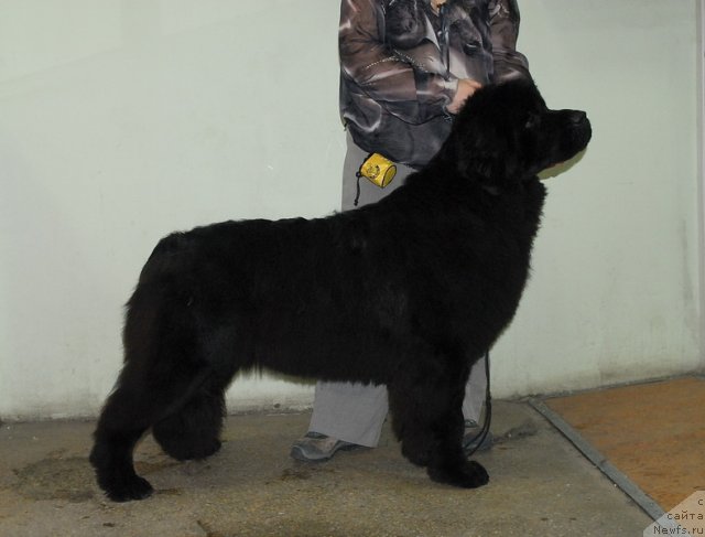 Фото: ньюфаундленд Сент Джонс Хеппи ту Дей