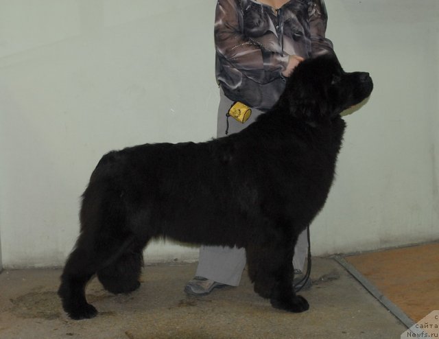 Фото: ньюфаундленд Сент Джонс Хеппи ту Дей