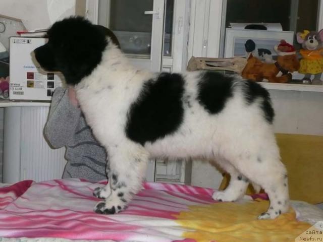 Фото: ньюфаундленд Плюшевая Панда Ла Белла