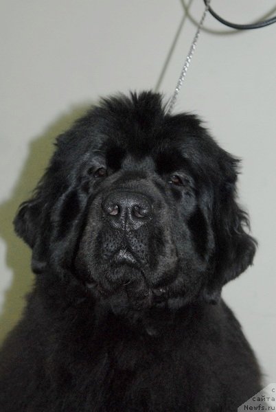 Фото: ньюфаундленд Сент Джонс Хеппи ту Дей