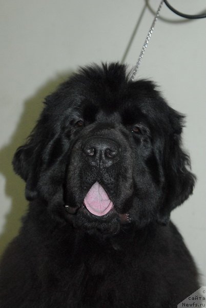 Фотография № 87701