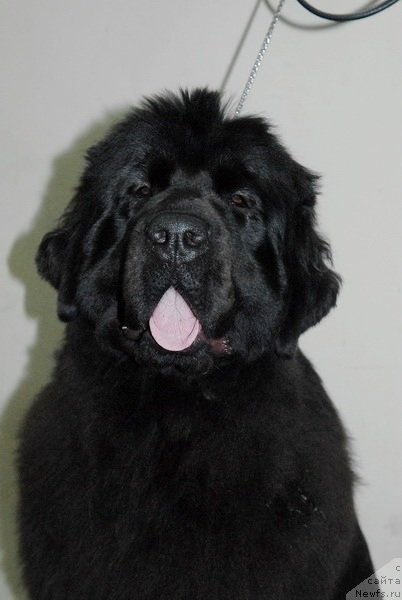 Фотография № 87702