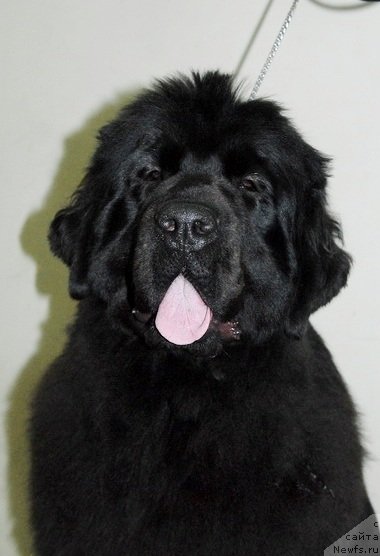 Фото: ньюфаундленд Сент Джонс Хеппи ту Дей