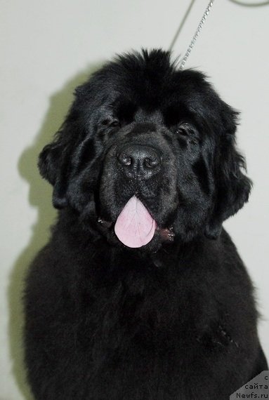 Фото: ньюфаундленд Сент Джонс Хеппи ту Дей