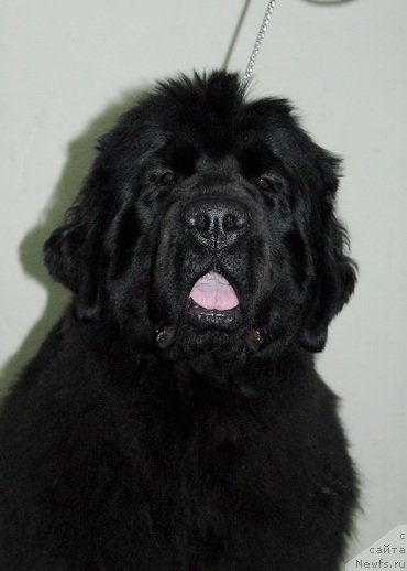 Фотография № 87705