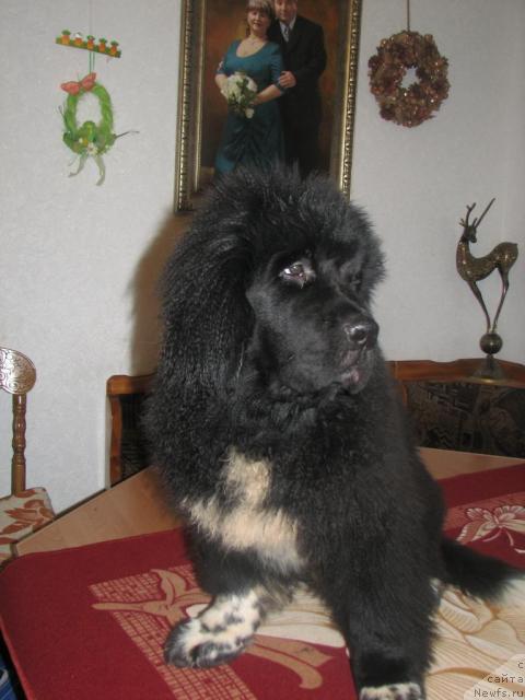 Фото: ньюфаундленд Робертино Раскошный Мальчишка Отарго Аютка (Robertino Roskoshny Malchishka Otargo Ayutka)