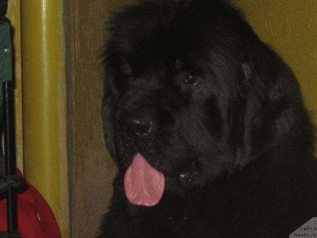 Фото: ньюфаундленд Акватория Келвин Оушен Дрим