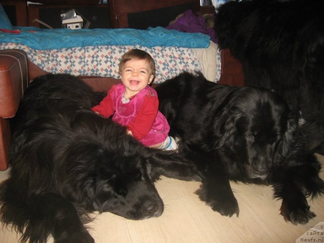 Фото: ньюфаундленд Балустар де Мантальчино, Саманта(моя 10-месячная крестница), ньюфаундленд Барбара Черный Брильянт