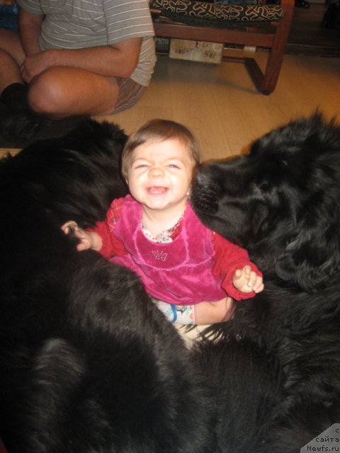 Фото: Справа налево:[d7296:Балуша], Саманта, ньюфаундленд Барбара Черный Брильянт