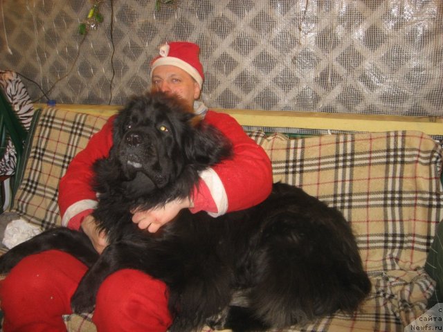 Фото: [920:Евгений], ньюфаундленд Балустар де Мантальчино