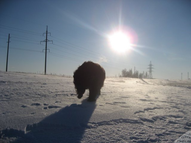 Фото: ньюфаундленд Балустар де Мантальчино