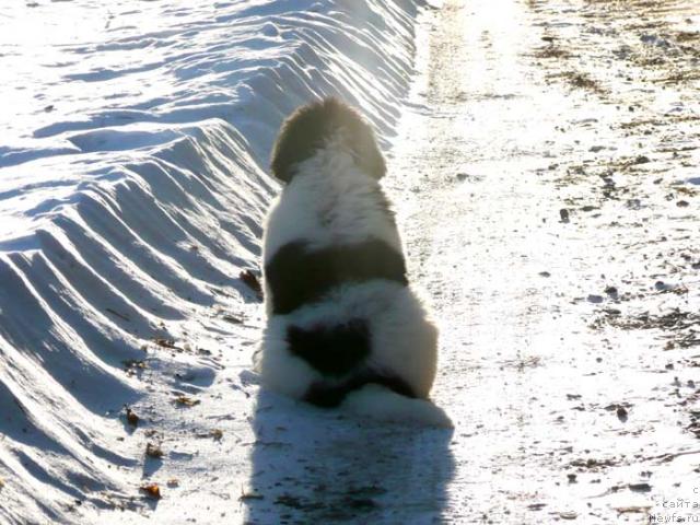 Фото: ньюфаундленд Плюшевая Панда Ла Белла