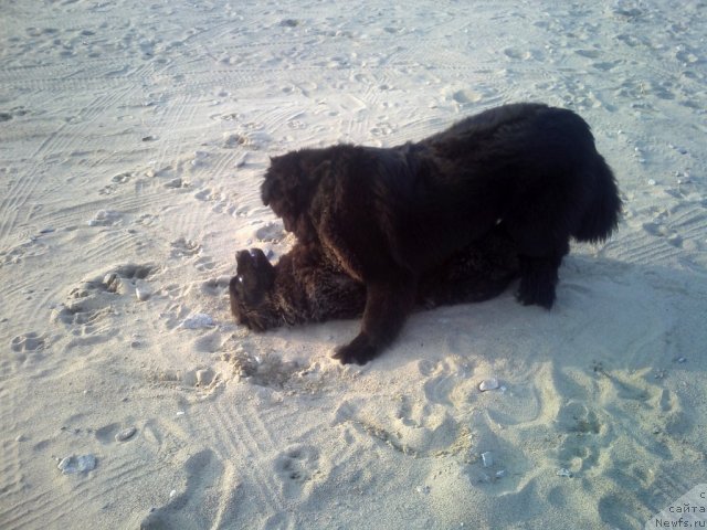 Фото: ньюфаундленд Сент Джонс Шарлотта, ньюфаундленд Несси Блэк с  Лесной Заимки