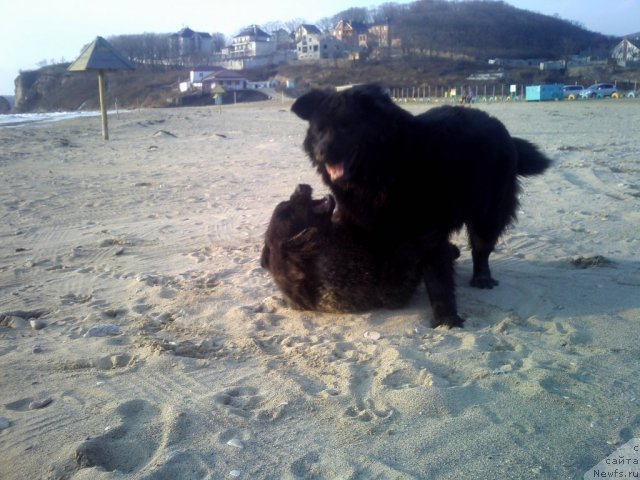 Фото: ньюфаундленд Несси Блэк с  Лесной Заимки, ньюфаундленд Сент Джонс Шарлотта