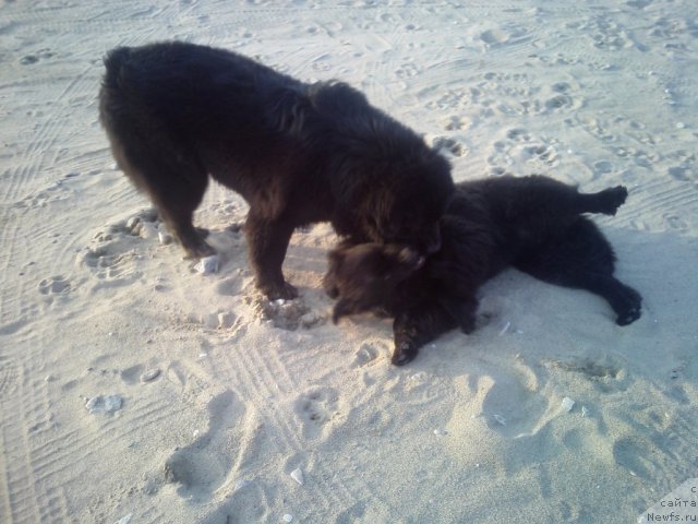 Фото: ньюфаундленд Несси Блэк с  Лесной Заимки, ньюфаундленд Сент Джонс Шарлотта