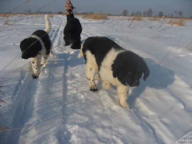 Фото: ньюфаундленд Бьянка Седьмое Чудо Света, Елена Миронова, ньюфаундленд Раффаэла Стильная Кокетка, ньюфаундленд Риккардо Хранитель Души