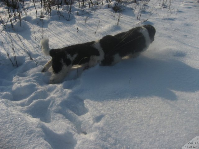 Фото: ньюфаундленд Раффаэла Стильная Кокетка, ньюфаундленд Риккардо Хранитель Души