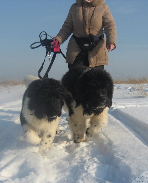 Фото: ньюфаундленд Раффаэла Стильная Кокетка, ньюфаундленд Риккардо Хранитель Души, Елена Миронова