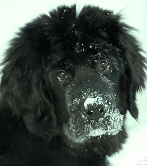 Фото: Jetem Fiona Armani