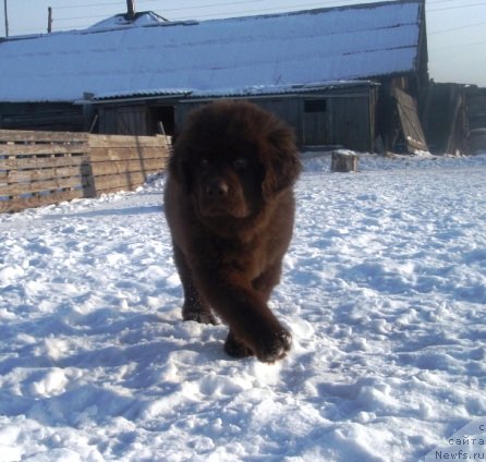 Фото: ньюфаундленд Ньюфот Прим Роуз