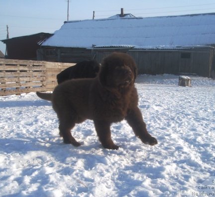 Фото: ньюфаундленд Ньюфот Прим Роуз