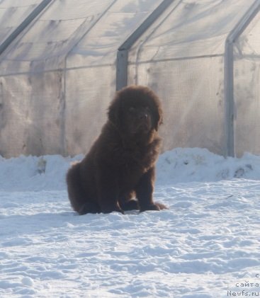 Фото: ньюфаундленд Ньюфот Прим Роуз