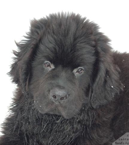 Фото: ньюфаундленд Сент Джонс Орфей