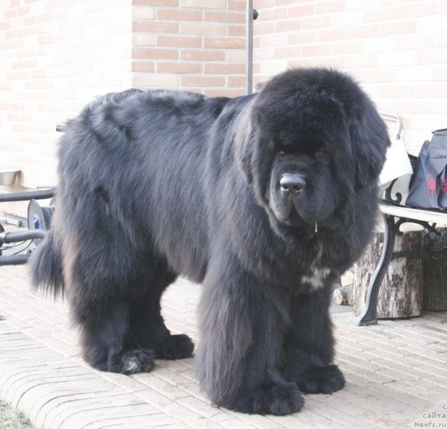 Фото: ньюфаундленд Black Clouds Criminal Minds at Stealbears