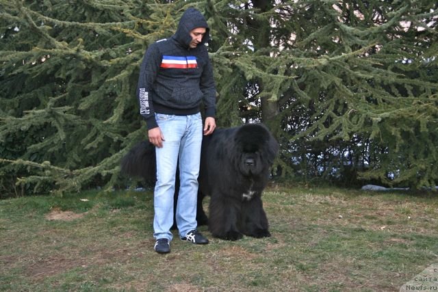 Фото: ньюфаундленд Black Clouds Criminal Minds at Stealbears