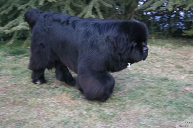Фото: ньюфаундленд Black Clouds Criminal Minds at Stealbears