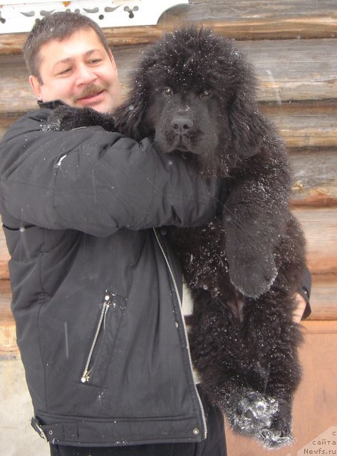 Фото: Dar Svezy Basket of Roses_3 мес