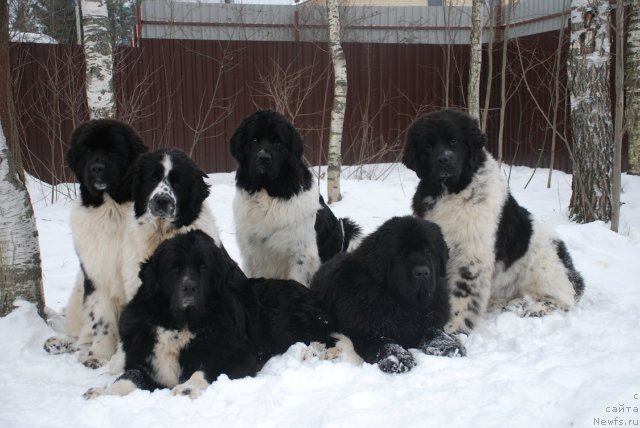 Фото: ньюфаундленд Акватория Келвин Онли Лав (Aquatoriya Kelvin Only Love), ньюфаундленд Питерньюф Продижи (Piternyuf Prodigy), ньюфаундленд Маг Исполин Лавина (Mag Ispolin Lavina), ньюфаундленд Питерньюф Ин Ит То Вин Ит, ньюфаундленд Флюфи Аваланч Сатисфастион оф Май Амбитионс (Fluffy Avalanche Satisfaction of My Ambitions), ньюфаундленд Флюфи Аваланч Смалл Стар Вилл Оутшине Алл (Fluffy Avalancn Small Star Will Outshine All)
