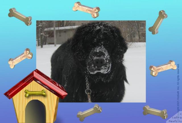 Фото: ньюфаундленд Арманьяк Души Моей