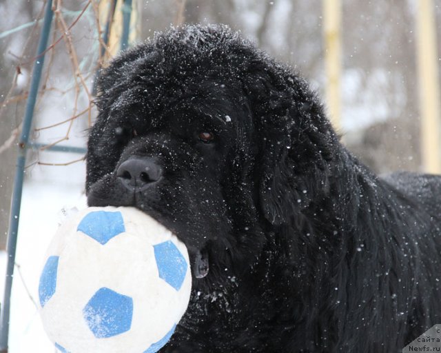 Фотография № 87811