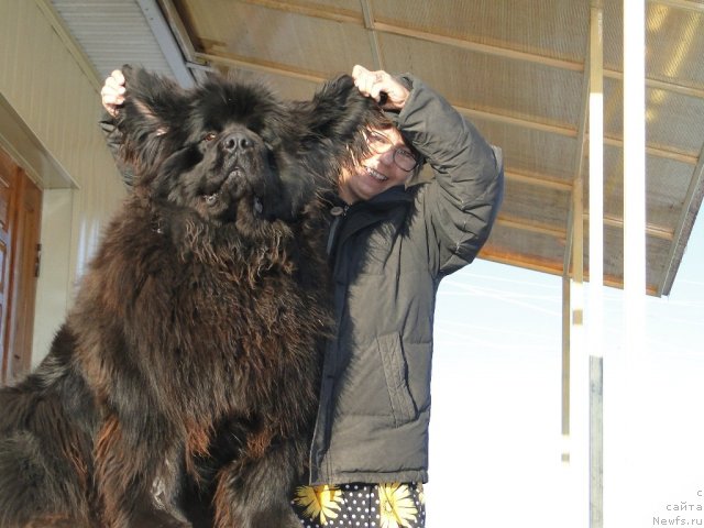 Фото: ньюфаундленд Акватория Келвин Политикан