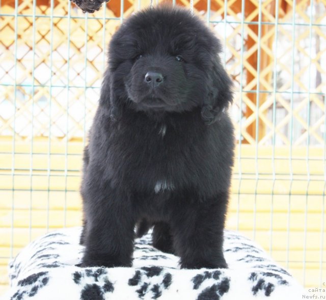 Фото: ньюфаундленд Акватория Келвин Заския