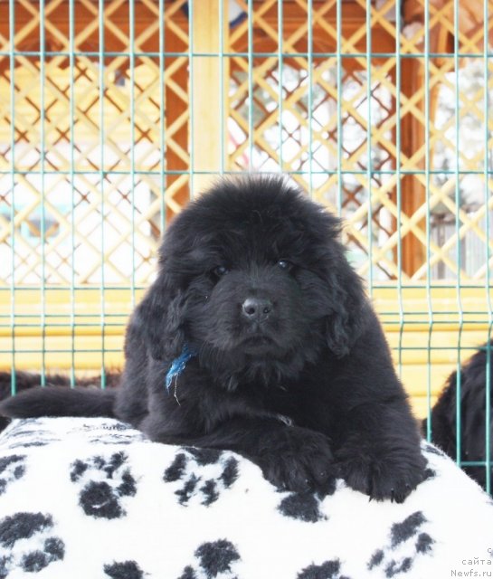 Фото: ньюфаундленд Акватория Келвин Заския