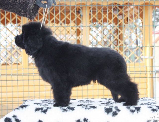 Фото: ньюфаундленд Акватория Келвин Заския