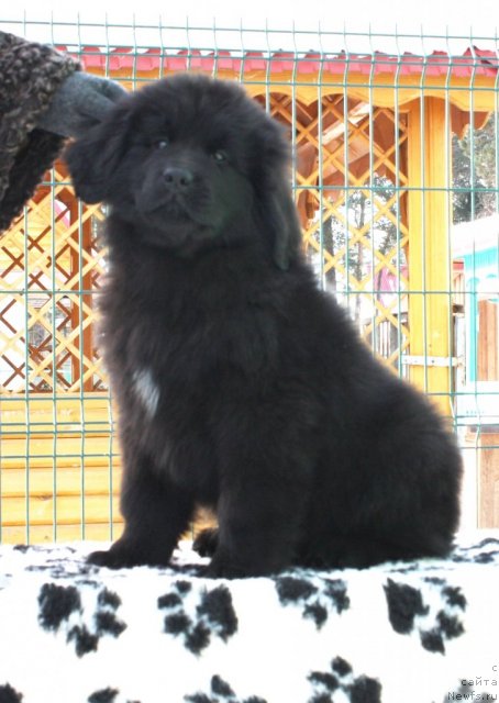 Фото: ньюфаундленд Акватория Келвин Импресса (Aquatoriya Kelvin Impressa)